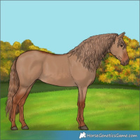 Horse Color:Red Dun 