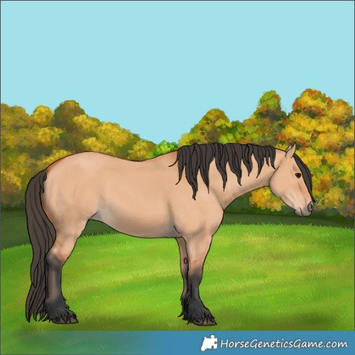 Horse Color:Bay Dun 