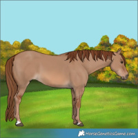 Horse Color:Red Dun 