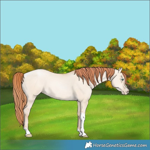 Horse Color:Classic Champagne Pearl Dun Sabino Tobiano