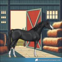 Horse Color:Black 