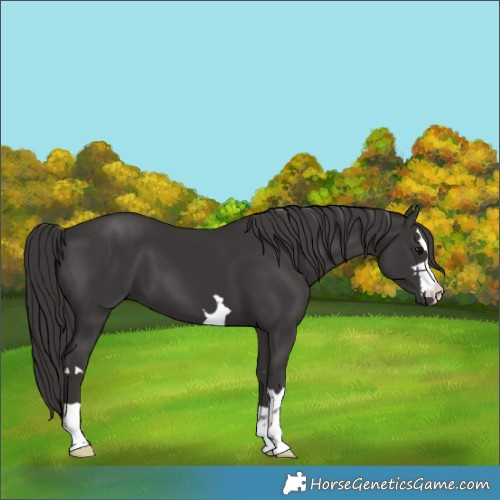 Horse Color:Smoky Black 