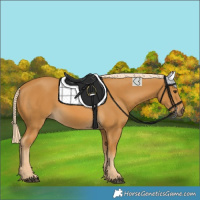 Horse Color:Palomino 