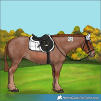 Horse Color:Red Roan 