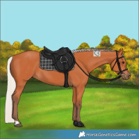 Horse Color:Silver Bay 