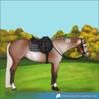 Horse Color:Gray Silver Bay 