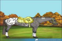 Horse Color:Grullo Appaloosa 