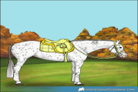 Horse Color:Grullo Appaloosa 