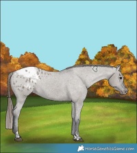 Horse Color:Grullo Appaloosa 