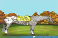 Horse Color:Grullo Appaloosa 
