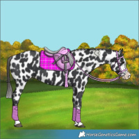 Horse Color:Black Splash Appaloosa 