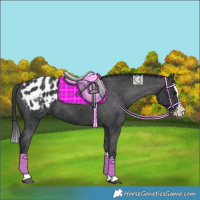 Horse Color:Black Splash Appaloosa 