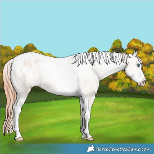 Horse Color:Sable Champagne Pearl Dun Sabino Tobiano Appaloosa 