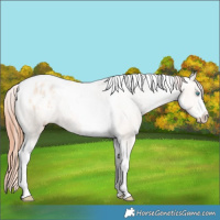 Horse Color:Sable Champagne Pearl Dun Sabino Tobiano Appaloosa