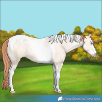 Horse Color:Sable Champagne Pearl Dun Sabino Tobiano Blanket 