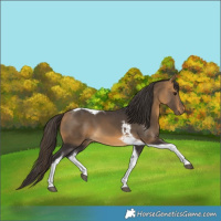 Horse Color:Buckskin Tobiano 