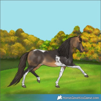Horse Color:Buckskin Tobiano