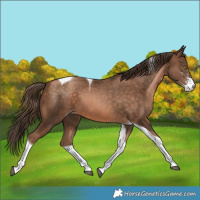 Horse Color:Bay Pearl Sabino Tobiano 