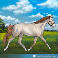 Horse Color:Classic Champagne Pearl Dun Sabino Tobiano 