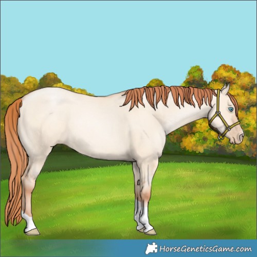 Horse Color:Sable Champagne Pearl Dun Sabino Tobiano 