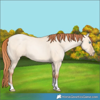 Horse Color:Sable Champagne Pearl Dun Sabino Tobiano 