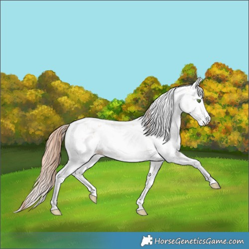 Horse Color:Classic Champagne Pearl Sabino 