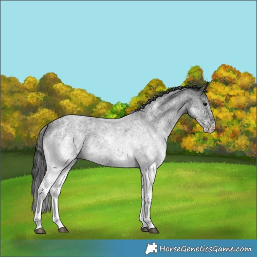 Horse Color:White Spotted Blue Roan 