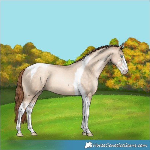 Horse Color:Sable Champagne Pearl Dun Sabino Tobiano 