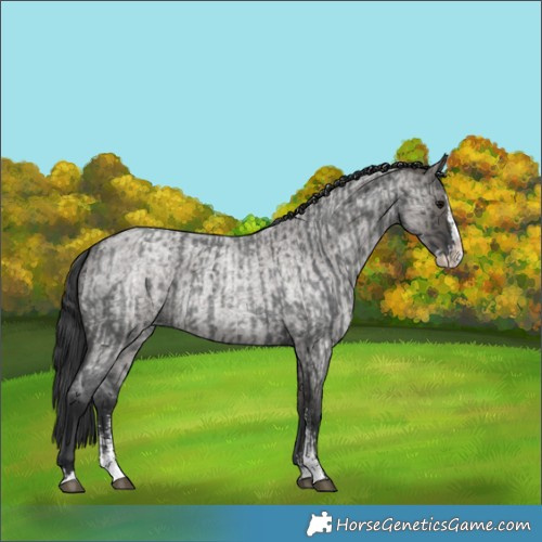 Horse Color:Blue Roan Sabino Splash  and Grullo Roan Sabino Splash 