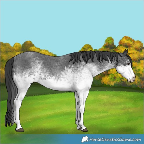 Horse Color:White Spotted Blue Roan
