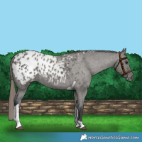 Horse Color:Grullo Tobiano Appaloosa 