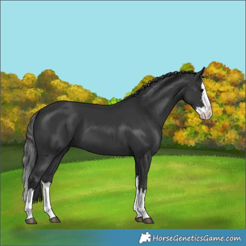 Horse Color:Black Splash 