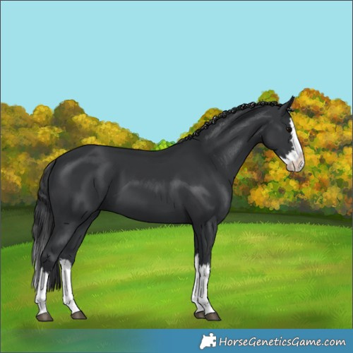 Horse Color:Black Splash 