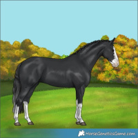 Horse Color:Black Splash 