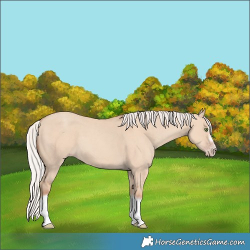 Horse Color:Silver Classic Champagne Dun Splash Frame