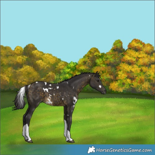 Horse Color:White Spotted Buckskin Tobiano 