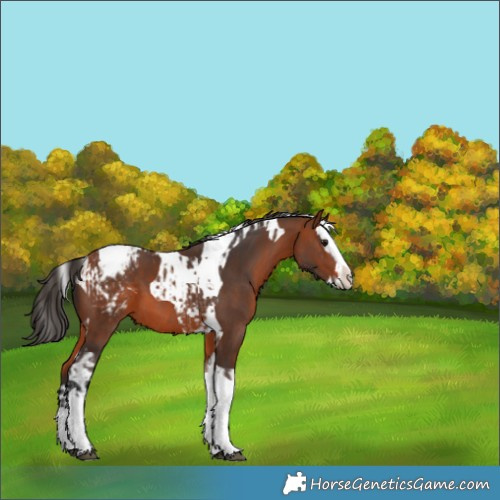 Horse Color:Brown Splash Tobiano Appaloosa and Bay Splash Tobiano Appaloosa
