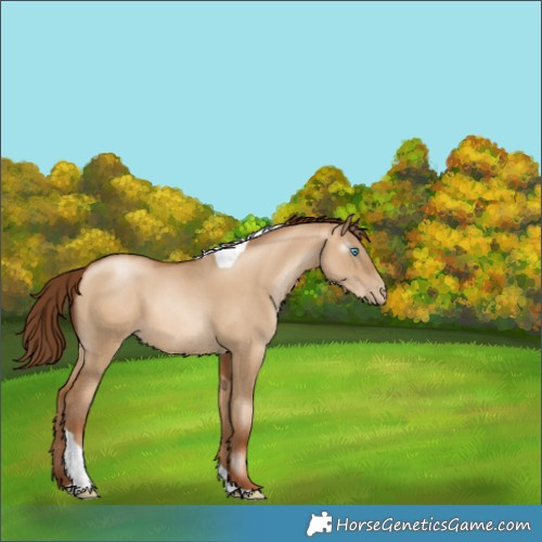 Horse Color:Gray Sable Champagne Pearl Dun Sabino Tobiano 