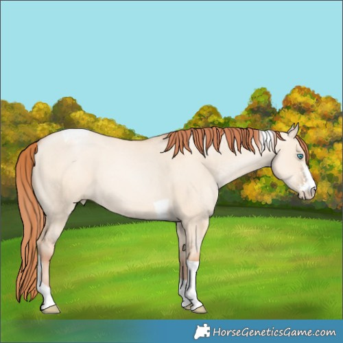 Horse Color:Sable Champagne Pearl Dun Sabino Tobiano 