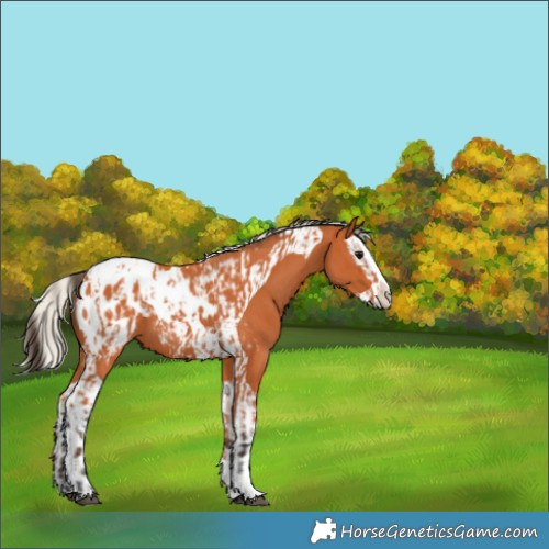 Horse Color:Bay Splash Tobiano Appaloosa  and Silver Bay Splash Tobiano Appaloosa 