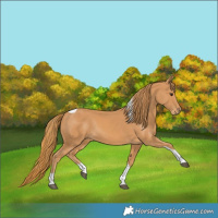 Horse Color:Chestnut Tobiano Rabicano