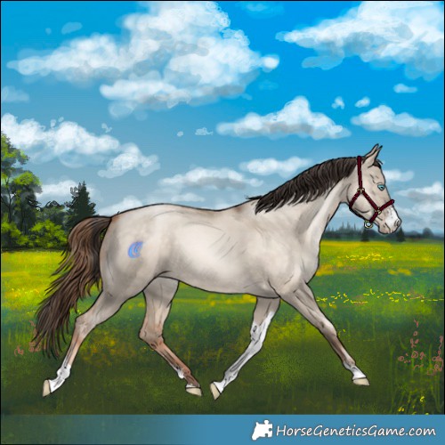 Horse Color:Sable Champagne Pearl Dun Sabino Tobiano 