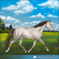 Horse Color:Sable Champagne Pearl Dun Sabino Tobiano 