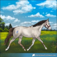 Horse Color:Sable Champagne Pearl Dun Sabino Tobiano