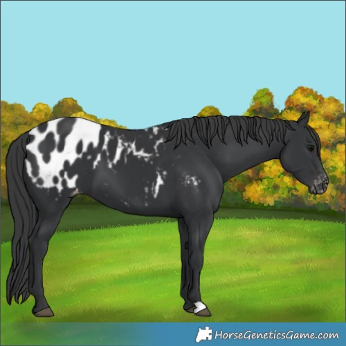 Horse Color:Black Appaloosa