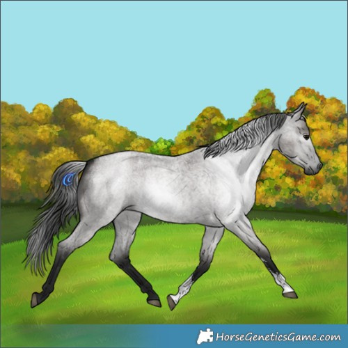 Horse Color:Gray Grullo Roan Sabino Rabicano