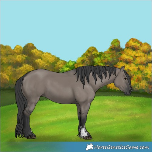 Horse Color:Grullo Sabino Rabicano 