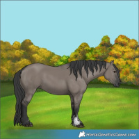Horse Color:Grullo Sabino Rabicano 