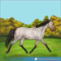 Horse Color:Bay Roan Dun 