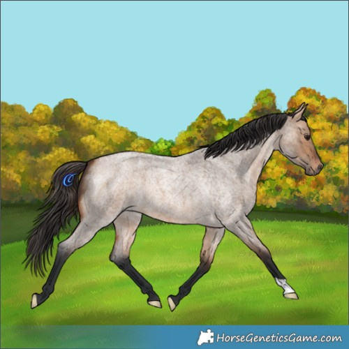 Horse Color:Bay Roan Dun 